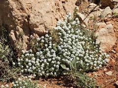 کاکوتی کوهی